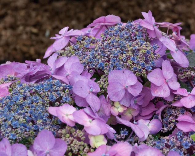Hortênsia "Serrata Tuff Stuff": Resistente e compacta, esta flor é azul em solo ácido e rosa em solo alcalino.
