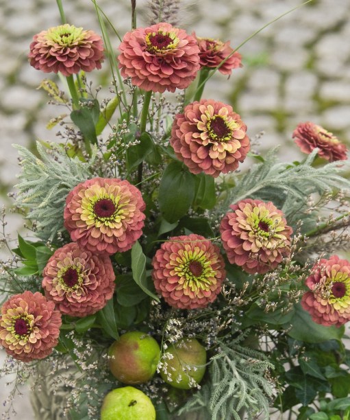 7. Zínia “’Queen Red Lime” Esses tipos de zínia são flores duplas com um padrão extraordinário de pétalas. Eles começam vermelho escuro no centro indo para o verde-limão, depois abrindo para rosa-limão e fechando com vermelho arroxeado. O sol durante todo o dia com solo rico, mas bem drenado, é ideal para “Queen Red Lime”.Cultive para cortar e dê a essas variedades de zínia um lugar de destaque nos canteiros do seu jardim para que você possa apreciar suas flores de 9 cm de perto.