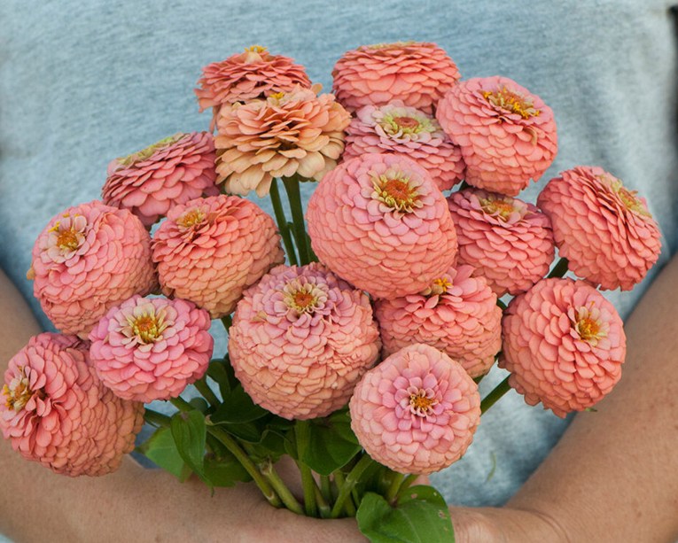 4. Zínia Oklahoma São tipos de zínia com pequenas flores duplas e semi-duplas em seis cores. Essas flores têm de 2 cm a 2,5 cm de diâmetro e as flores combinam crescimento alto com boa ramificação. Suas flores menores resistem melhor ao vento do que as variedades de flores maiores.Eles crescem melhor em pleno sol e solo bem drenado, e resistem ao mofo melhor do que muitas zínias. Para quem gosta de cultivar begônias, essas zínias funcionam bem com elas.