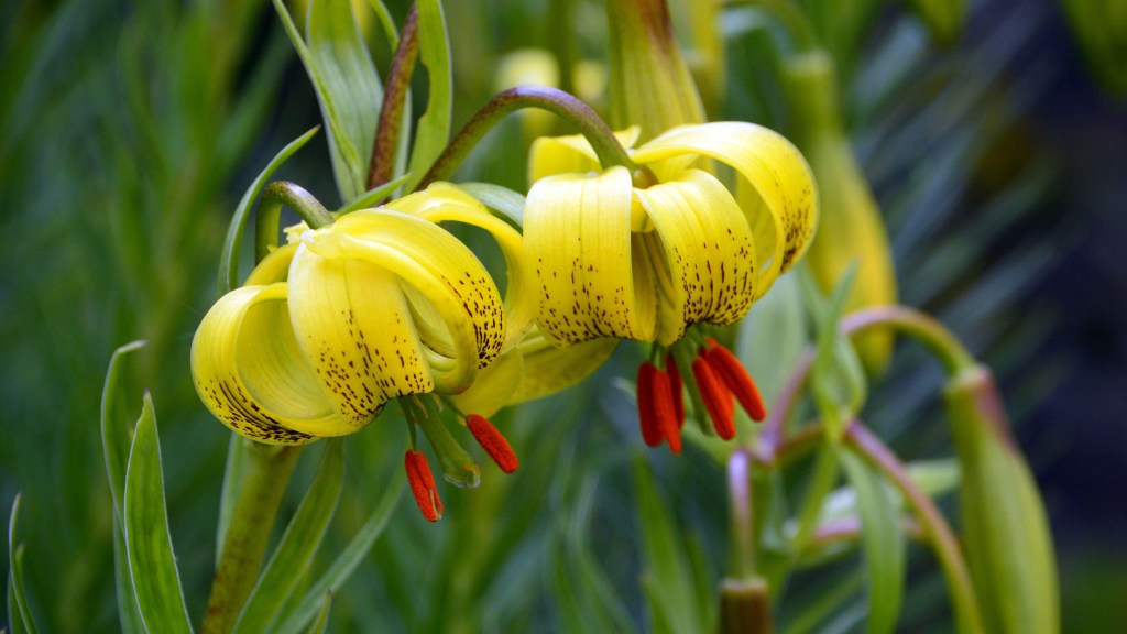 Flor de lírio com forma de turbante, as pétalas amarelas são curvadas para trás.