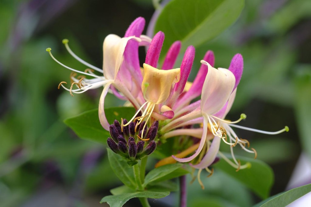 Close em flor roxa de madressilva.