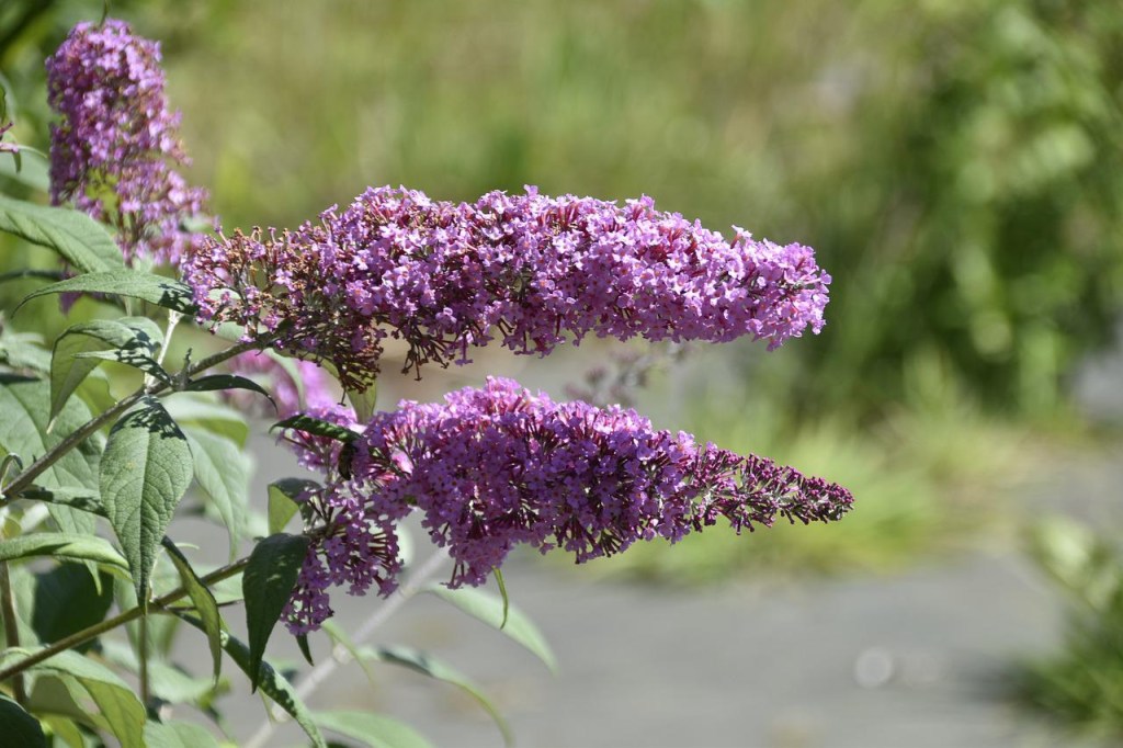 Flor roxa arbusto borboleta.