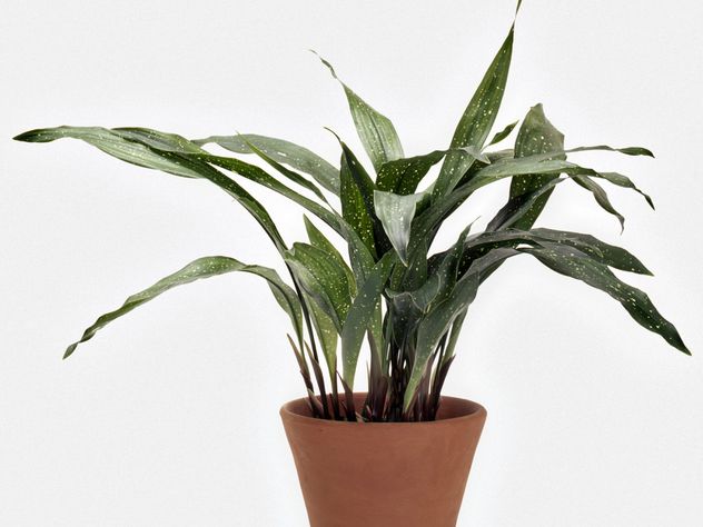 25 plantas que vão gostar de serem “esquecidas”