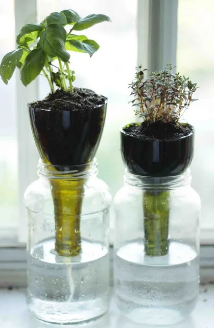 Cultive suas ervas usando um frasco de vidro com o topo de uma garrafa de vinho.