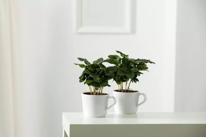 Vasos brancos com plantas de café
