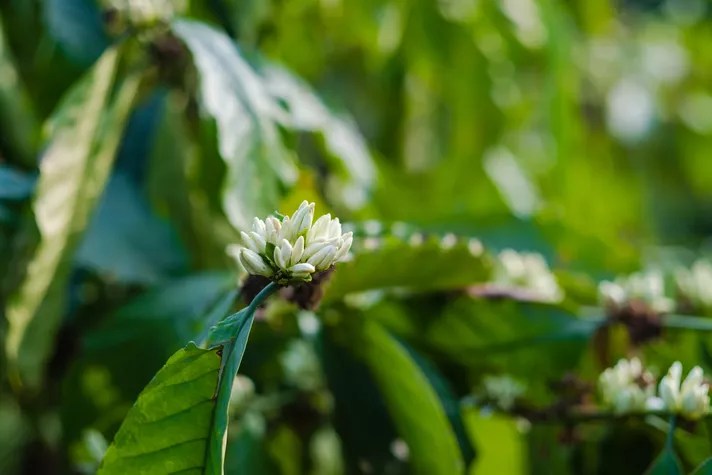 Flor branca em planta de café