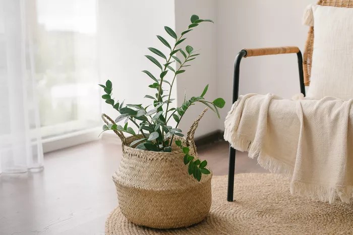 5-erros-comuns-de-quem-usa-o-estilo-Boho-Alexandr Kolesniko-Getty Images Planta em vaso encapado por vime.