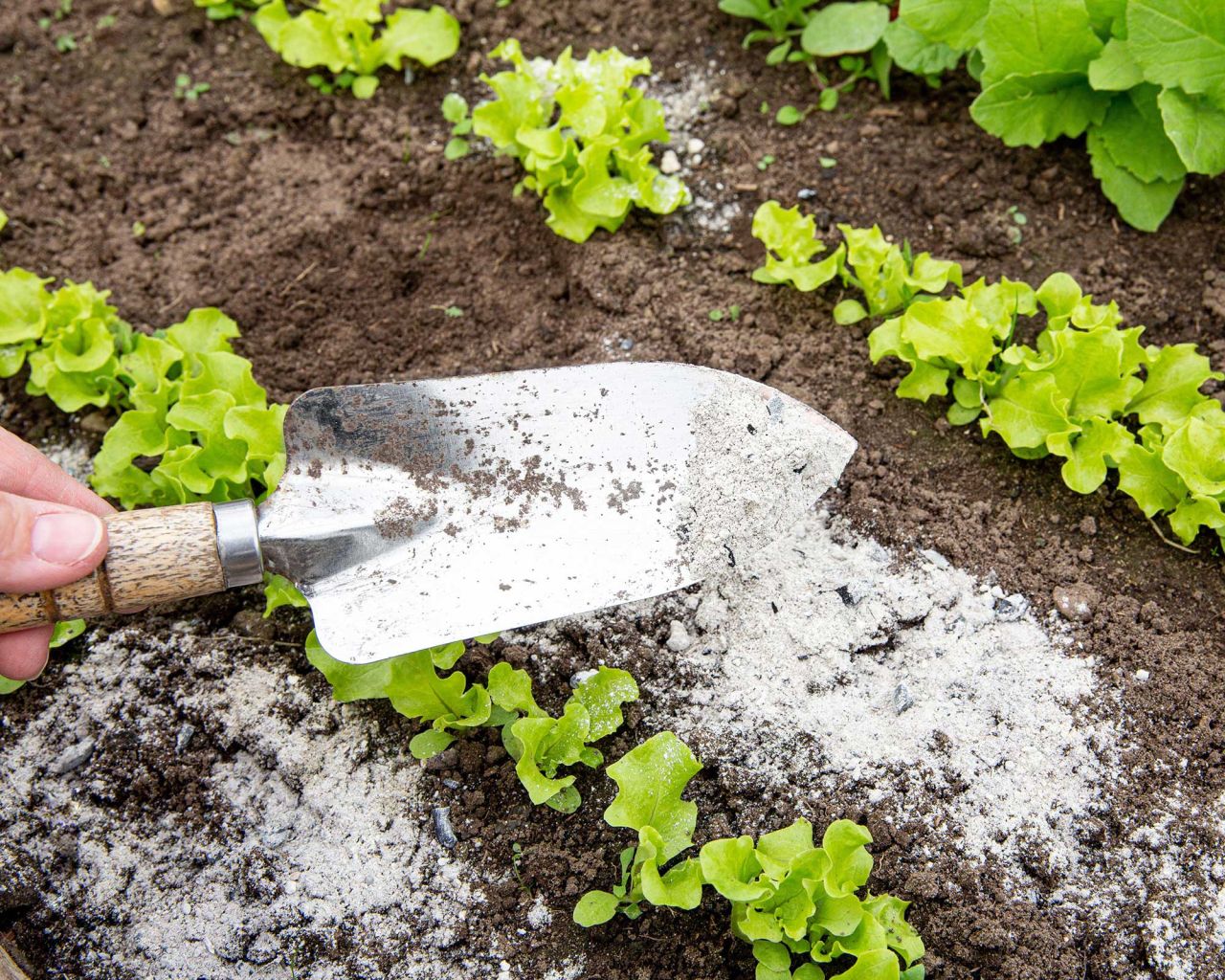 6 fertilizantes DIY super fáceis de fazer