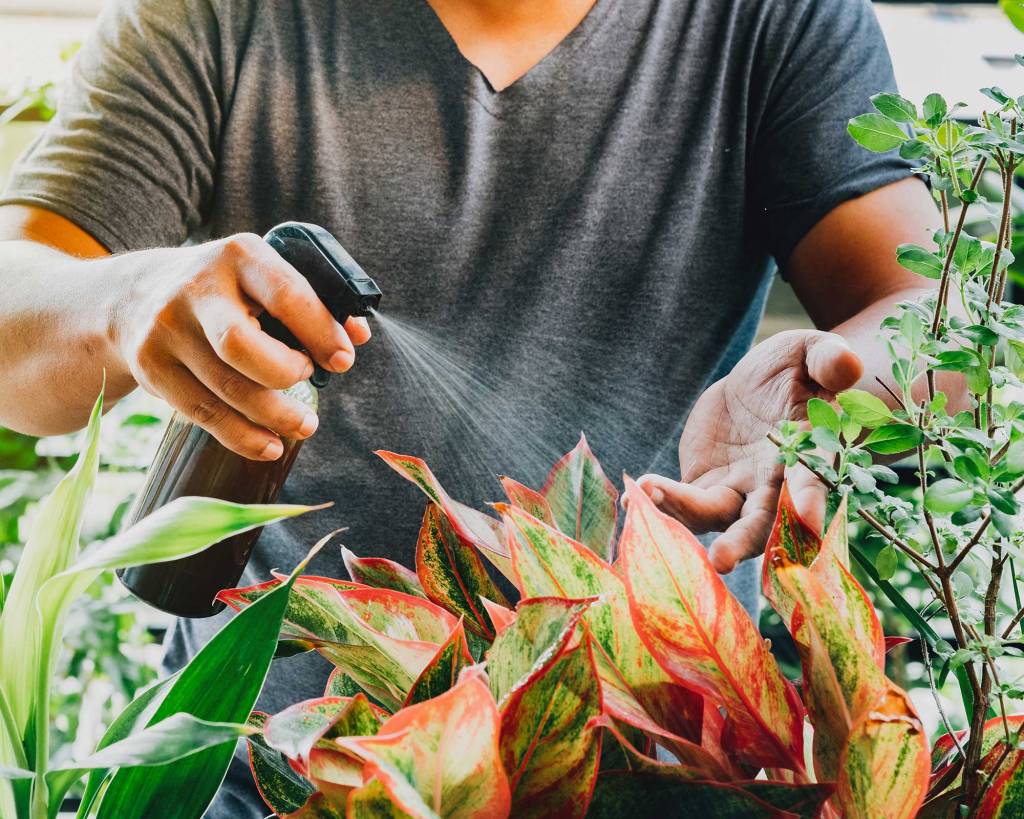 Mão de homem pulverizando fertilizante líquido na planta vermelha de Aglaonema