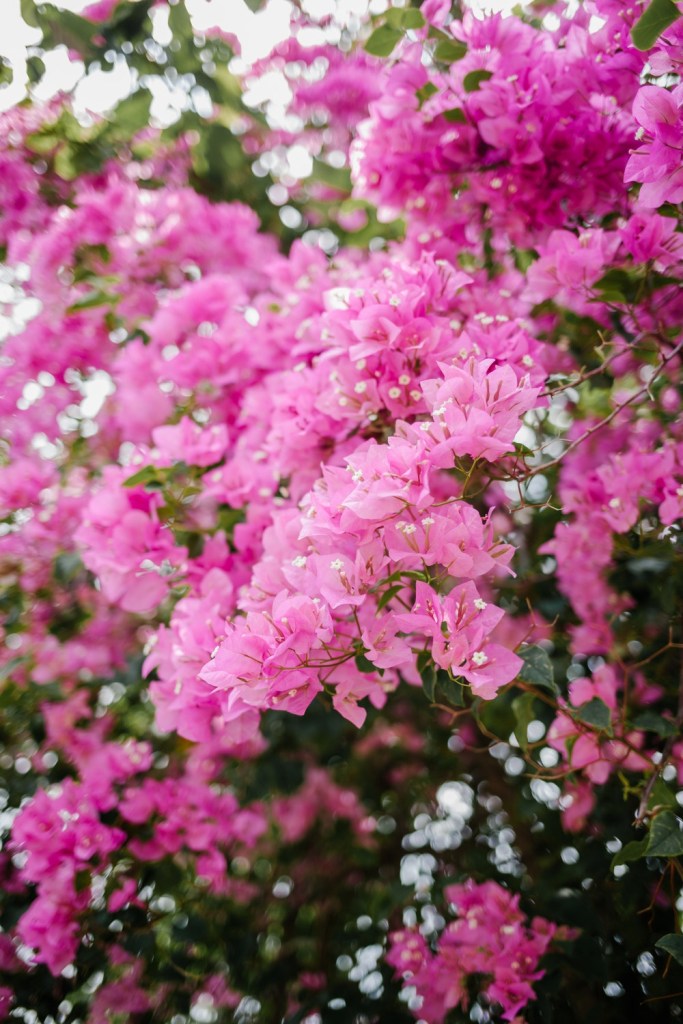 Primavera de folhas cor de rosa e verdes.