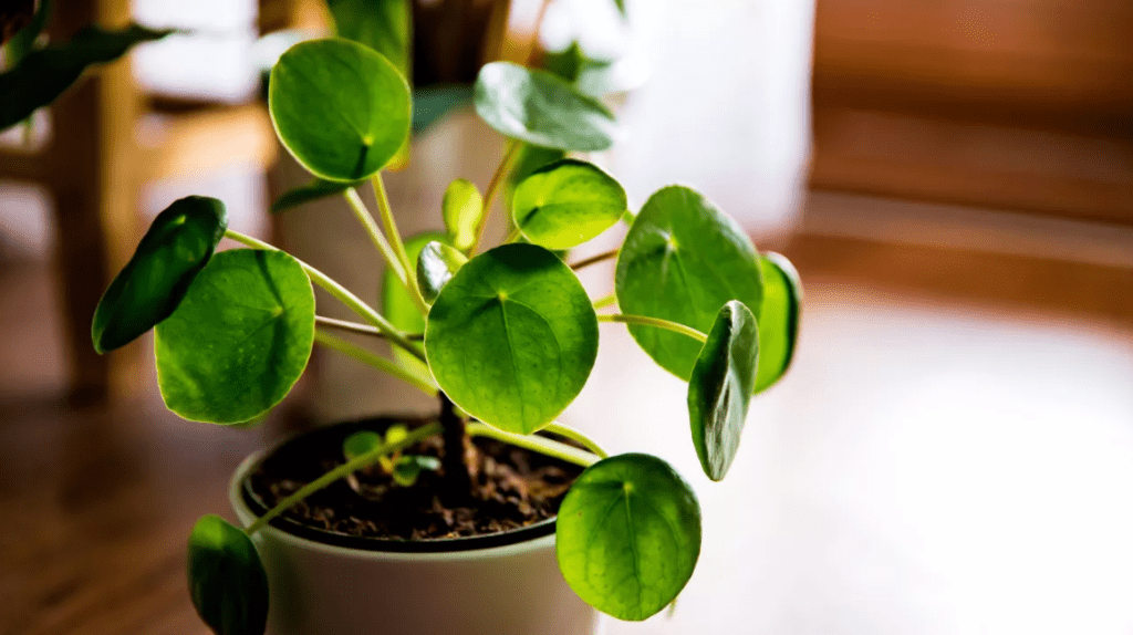 Pilea peperomioides