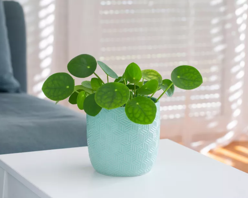 Pilea peperomioides