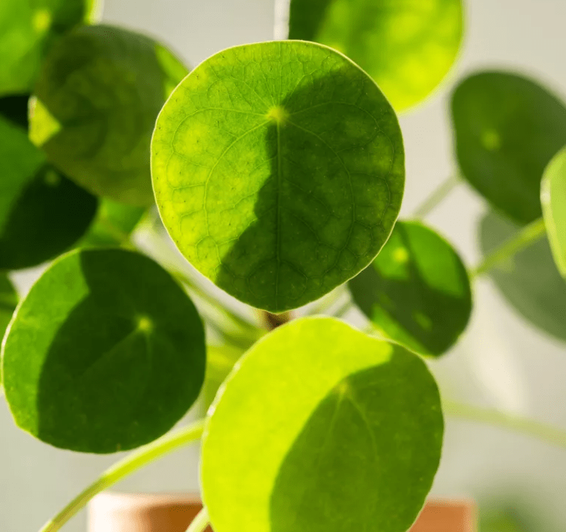 Pilea peperomioides