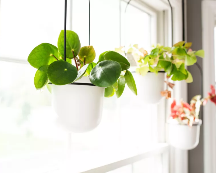 Pilea peperomioides