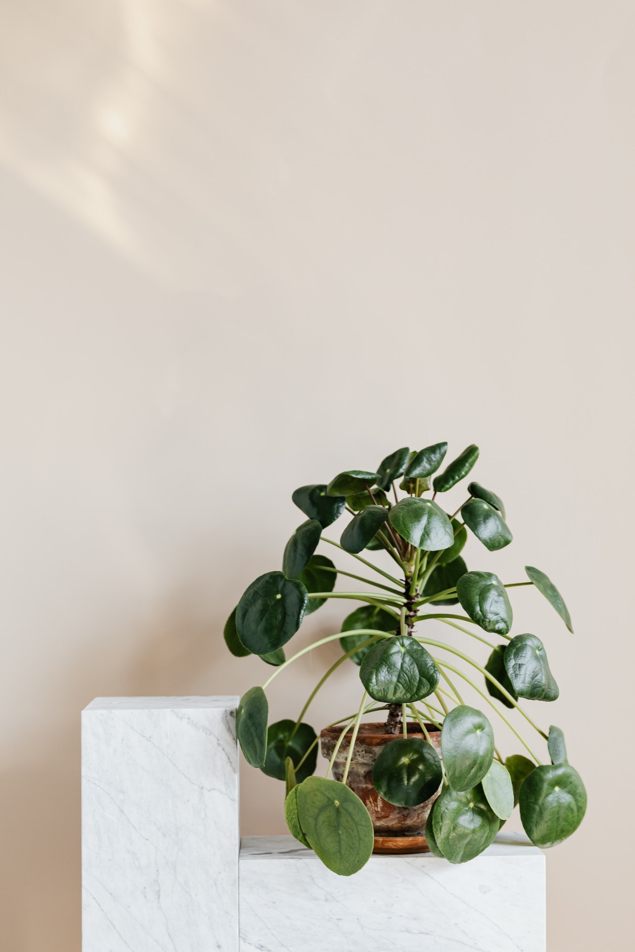 Pilea