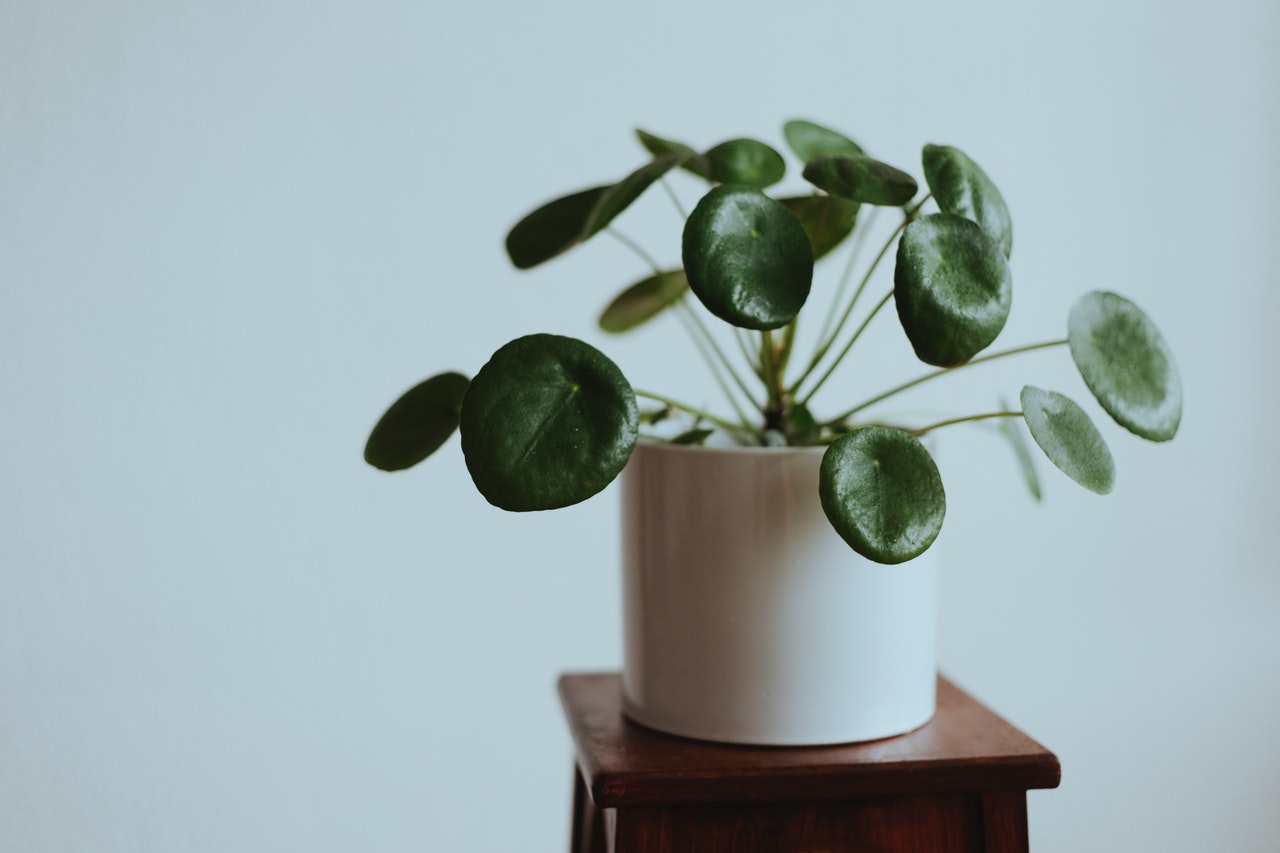 Pilea