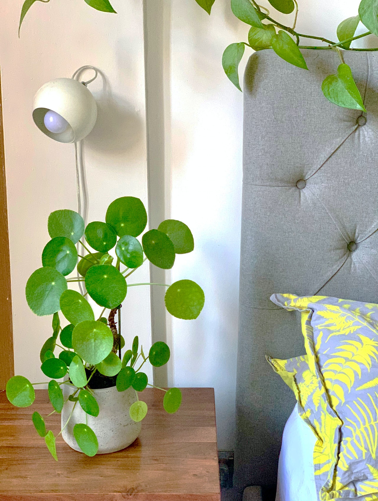 Pilea