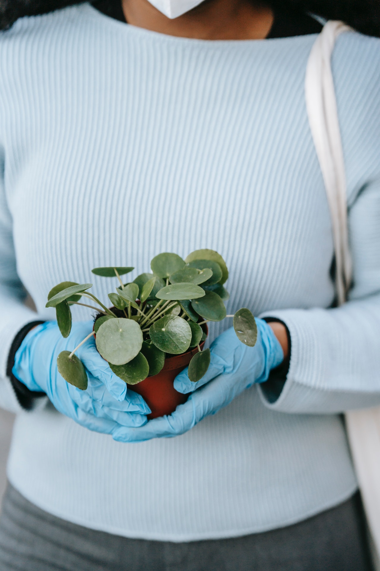 Pilea