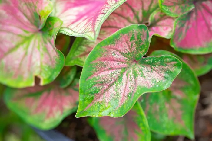 Como plantar e cuidar de caladium-Getty Images Kanchanalak Chanthaphun Caladium com folhas rosadas e bordas verdes.