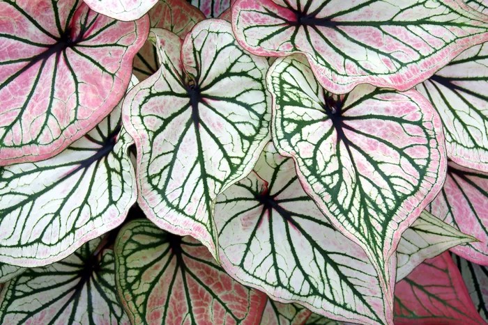 Como plantar e cuidar de caladium-GettyImages-MAsummerbreak Caladium com folhas brancas e veios verde escuro.