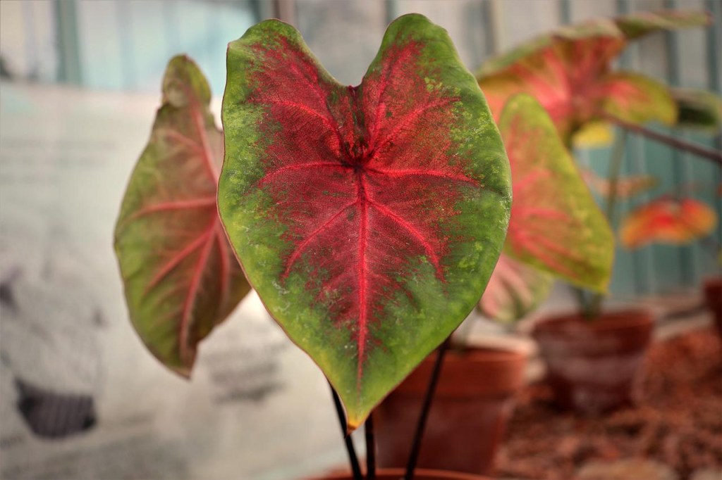 Como plantar e cuidar de caladium-Jacques Gaimard-Pixabay Caladium com folhas rosadas e bordas verdes.