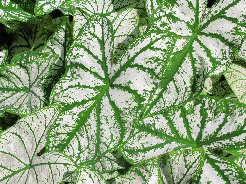 Como plantar e cuidar de caladium-Tanaka Juuyoh-pxhere Caladium com folhas brancas e veios verdes.