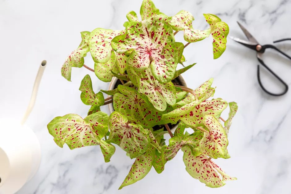 Como plantar e cuidar de caladium-The Spruce Anastasiia Tretiak (1) Caladium com folhas brancas e manchas rosas.