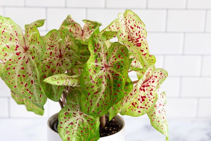 Como plantar e cuidar de caladium-The Spruce Anastasiia Tretiak (3) Caladium com folhas brancas e manchas rosas.