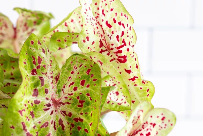 Como plantar e cuidar de caladium-The Spruce Anastasiia Tretiak Caladium com folhas brancas e manchas rosas.