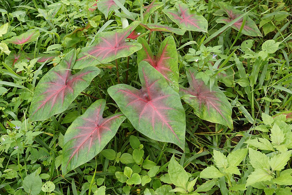 Como plantar e cuidar de caladium-Vengolis-Wikimedia commons Caladium com folhas rosadas e bordas verdes.