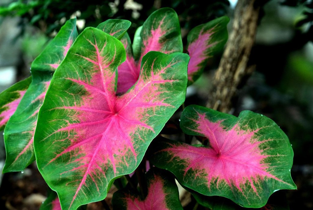 Como plantar e cuidar de caladium-hartono subagio-Pixabay Caladium com folhas rosadas e bordas verdes.
