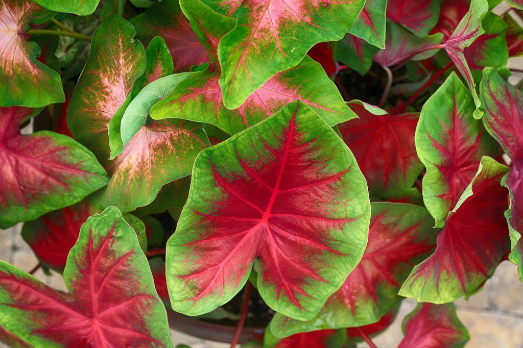 Como plantar e cuidar de caladium-mschiffm-Pixabay Caladium com folhas rosadas e bordas verdes.