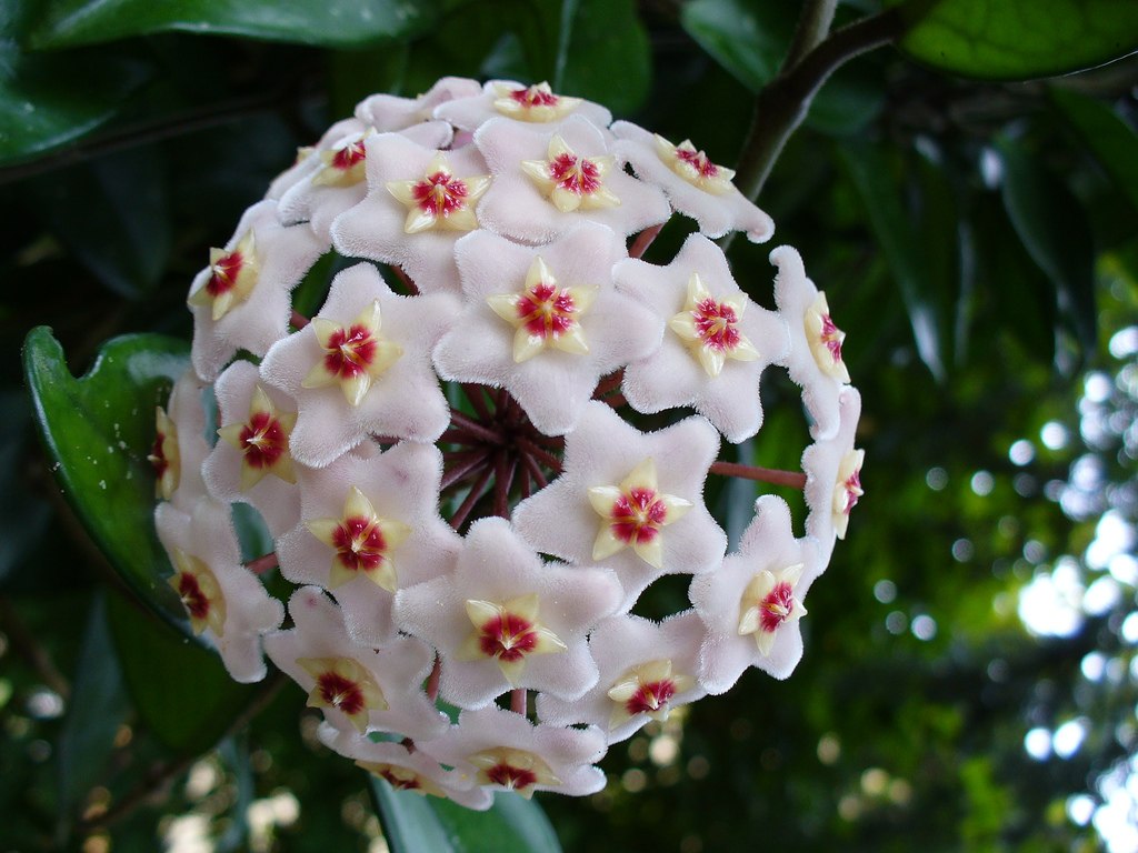 Flores de cera. Aglomerado esférico de pequenas flores brancas com miolo vermelho. Elas têm uma textura que as faz parecer serem feitas de cera.