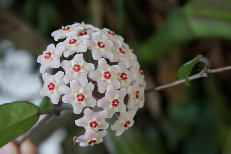 Flores de cera. Aglomerado esférico de pequenas flores brancas com miolo vermelho. Elas têm uma textura que as faz parecer serem feitas de cera.