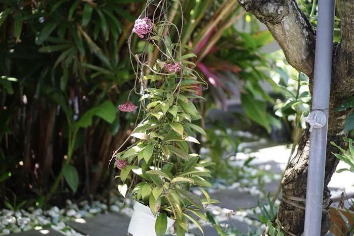 Planta de cera crescendo como uma videira.