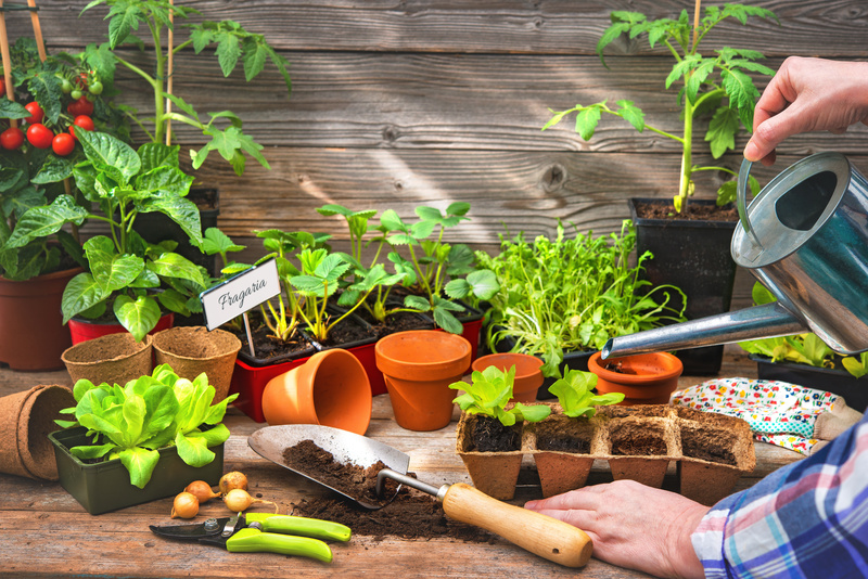 O que você precisa saber para começar uma horta