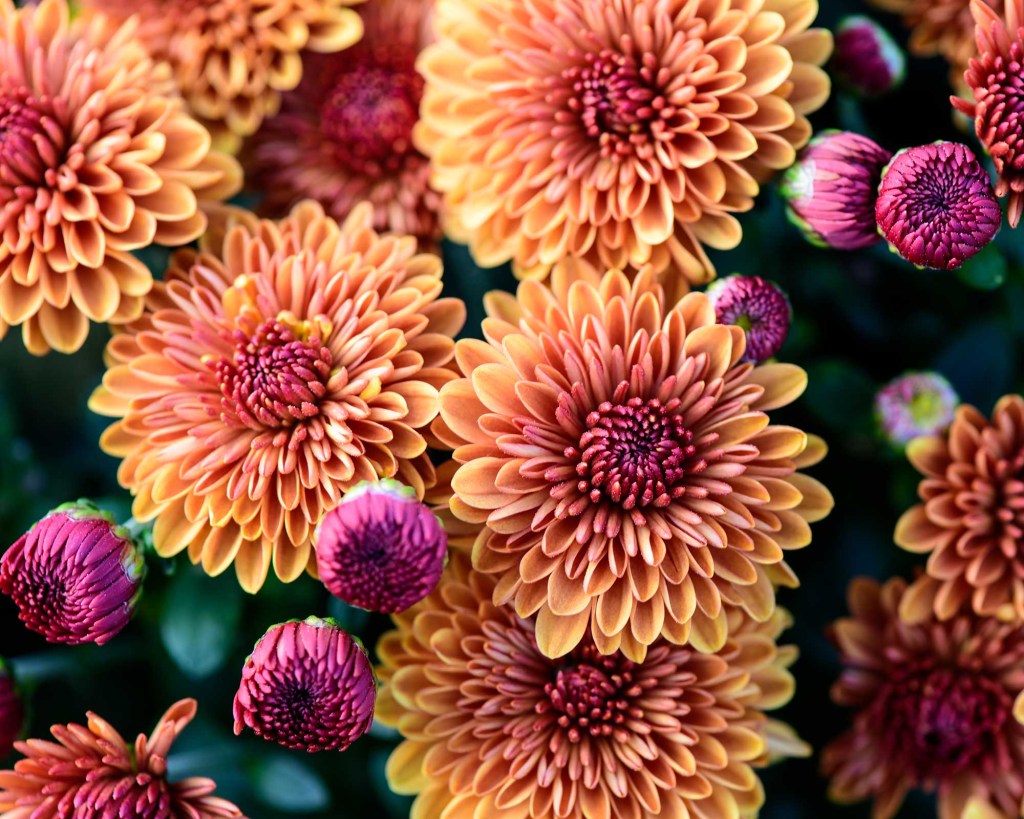 High Angle View Of Pink Dahlia Flowers Flores de crisântemos.