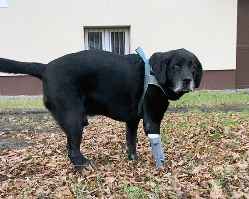 Para passar o tempo: veja animais em 3D na sua casa com recurso do