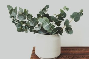 eucalyptus-eucalipto-planta-vaso-smart-garden-guide