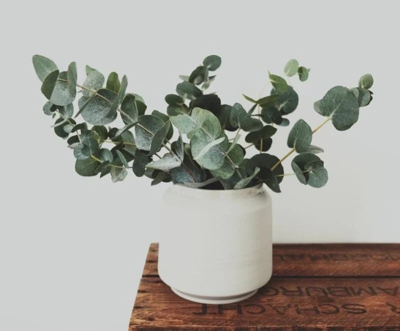 Eucalipto em vaso branco sobre mesa de madeira