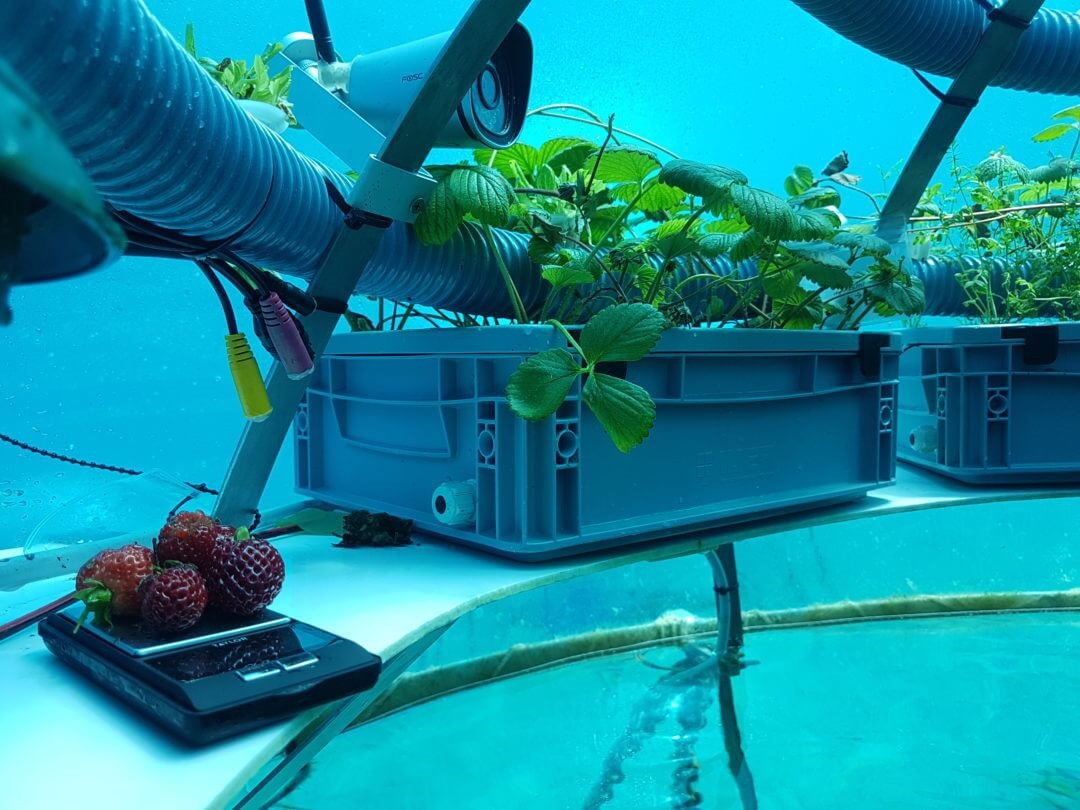 Fazenda subaquática produz frutas e legumes na Itália