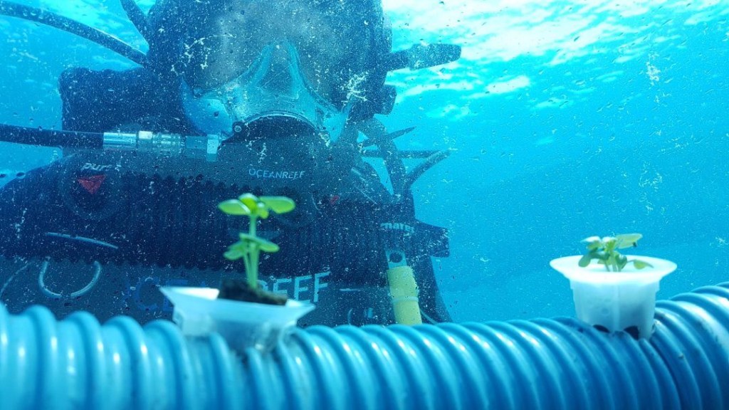 Horta aquática; mergulhador mostrando pequena muda