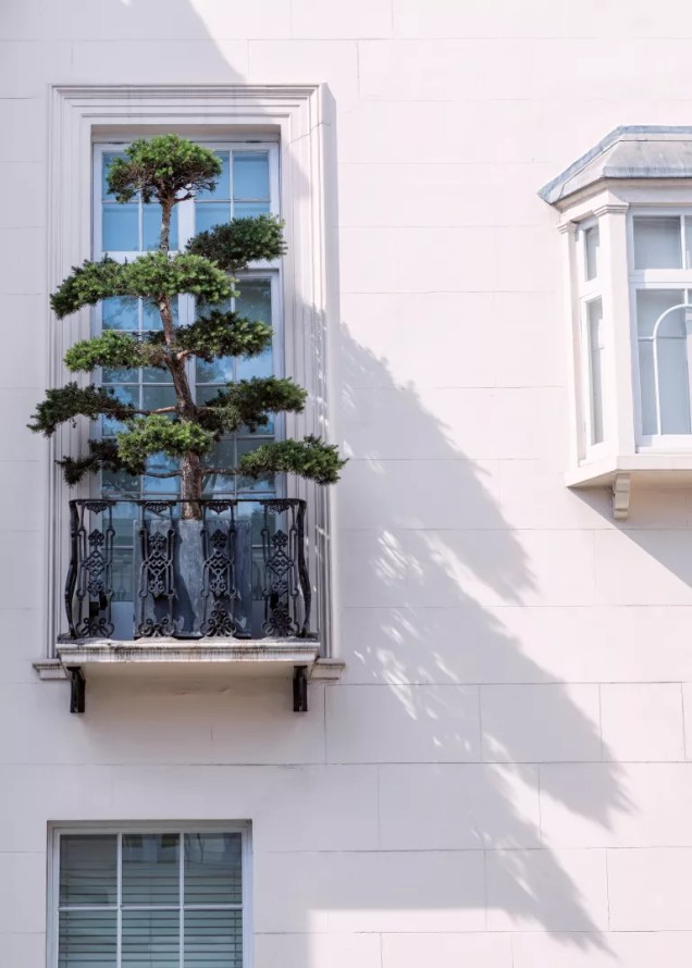 Mesmo um pequeno peitoril de janela como este pode ser transformado com uma declaração ousada. Uma árvore ornamental adiciona uma sensação de floresta a esta cena urbana.