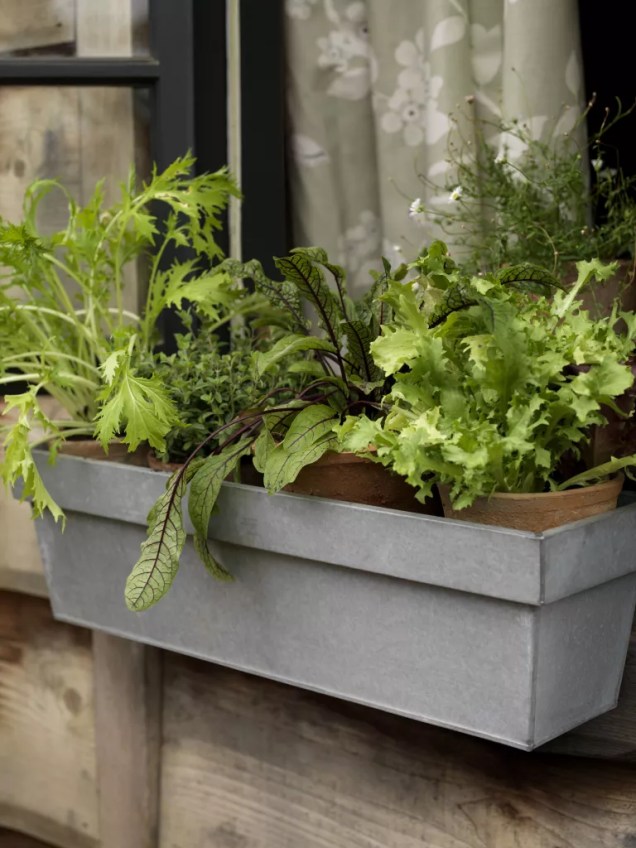 Você pode cultivar comestíveis no parapeito da janela da sua cozinha – ervas e variedades de vegetais anões! Adquira estufas para janelas ou caixas de vidro também.