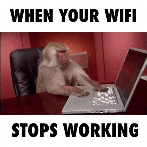 Gif com macaco digitando em computador
