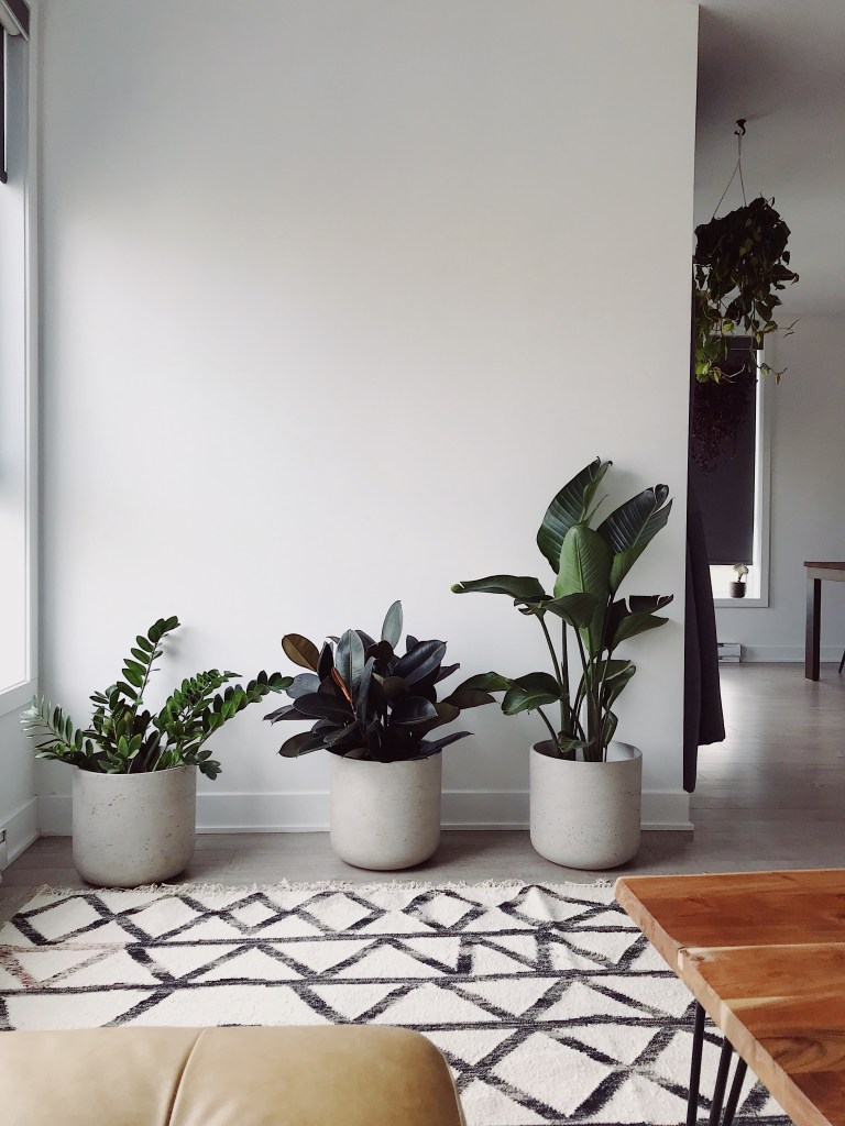 Plantas em vasos brancos no piso da sala