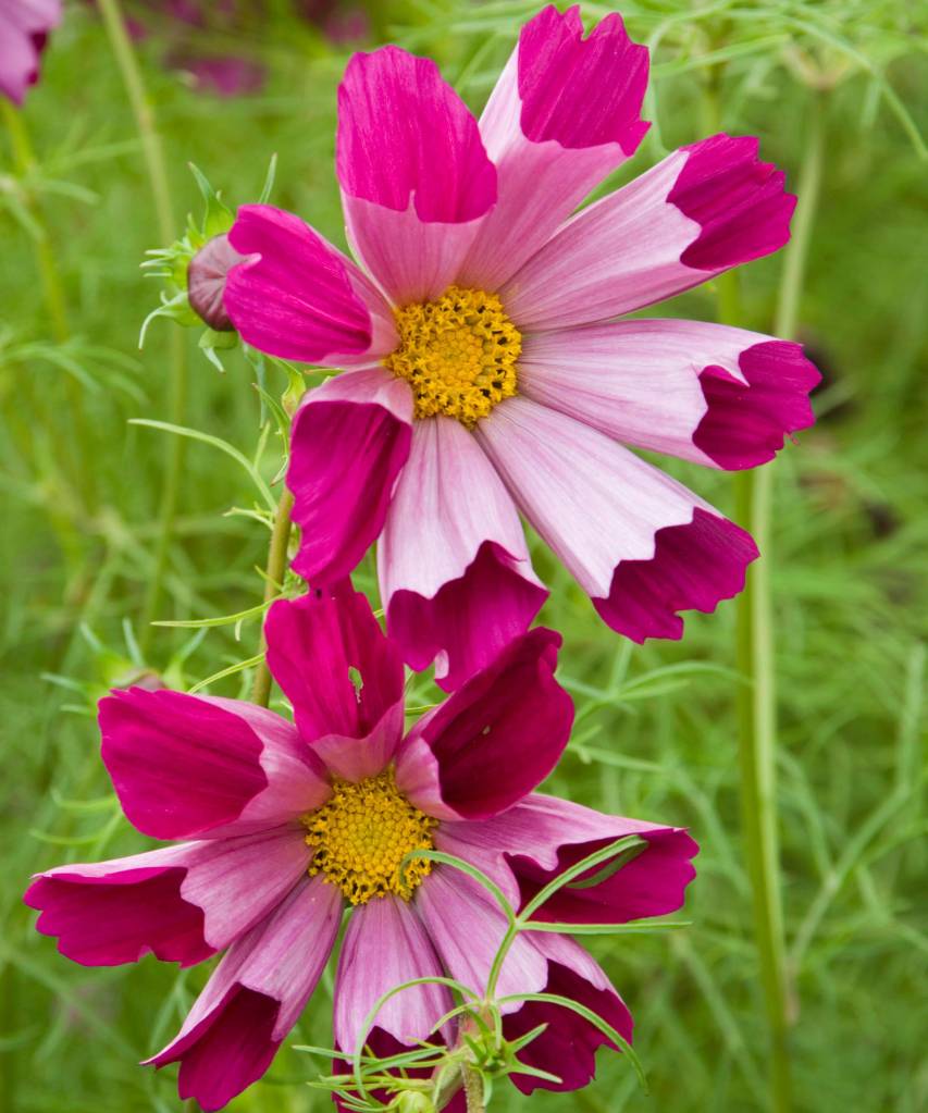 Flores de cosmos com pétalas em forma de tubos, magenta por dentro e rosa clarinho por fora. Botões amarelos.