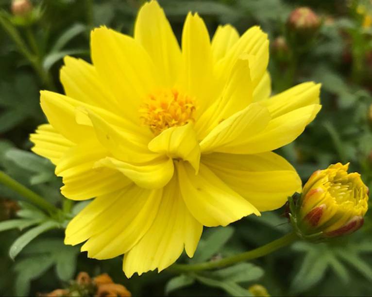 10. COSMOS SULPHUREUS “COSMIC YELLOW” Com flores amarelo-sol que se assemelham a coreópsis, esta cultura compacta iluminará seus jardins. Cultive em vasos bem drenados ao sol, mas certifique-se de manter o composto úmido.Faça a poda das pontas, para uma planta espessa, e das flores mortas regularmente para manter as flores desabrochando.
