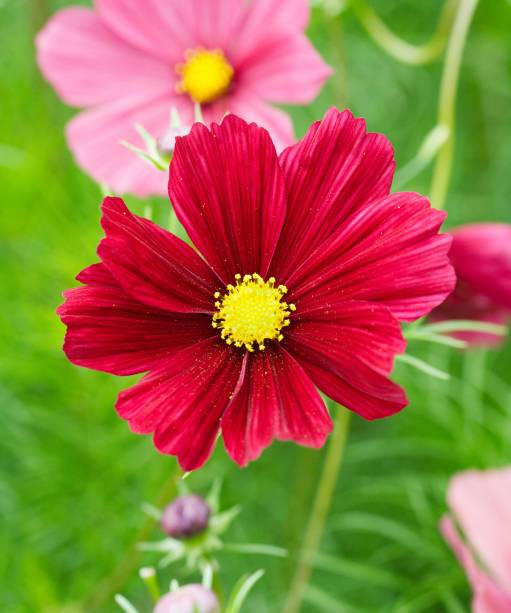 8. COSMOS BIPINNATUS “RUBENZA” Estes cosmos desbotam à medida que amadurecem, de modo que as flores podem formar uma mistura de vinho, rubi e rosa. Por ser compacto, pode não necessitar de estaqueamento no jardim, ou pode ser cultivado em jardineira. Precisa de solo úmido e bem drenado em pleno sol. Funciona particularmente bem com roxos (como *Salvia nemorosa “*Caradonna”) e outros rosas (como *Achillea millefolium “*Cerise Queen”), bem como diferentes tipos de grama ornamental, incluindo *Stipa tenuissima*.
