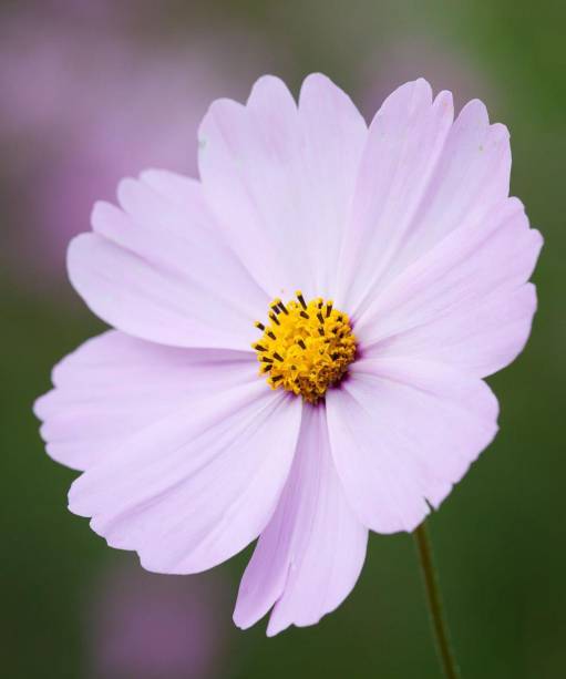 2. COSMOS BIPINNATUS "SONATA PINK"Este tipo de cosmos oferece flores generosas em forma de pires, apresentando uma cor rosa suave com botões amarelos acima da folhagem delicada e dividida. Por ser compacto, é ideal para preencher lacunas na frente do canteiro ou para usar em seu jardinagem de vasos. Mais feliz em solo úmido e bem drenado, em pleno sol.Combina bem com as flores anuais alaranjadas da papoula da Califórnia (*Eschscholzia californica*) de baixo crescimento ou plantas perenes compactas, como o bico azul *Geranium Rozanne* e a manjerona rosa *Origanum laevigatum “*Herrenhausen”.
